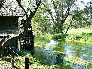 <span class="mw-page-title-main">Daio Wasabi Farm</span>