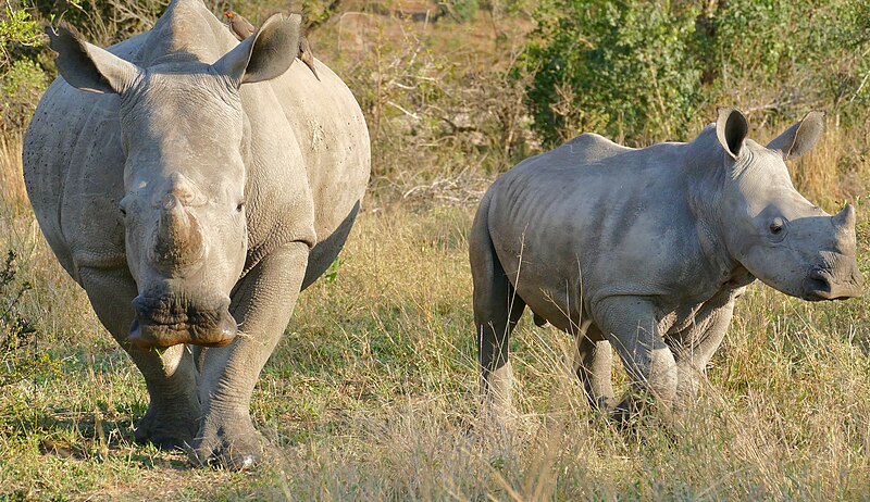 File:Day 14 White Rhinos (Ceratotherium simum) female and young ... (53233854255).jpg