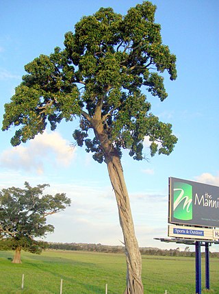 <i>Ficus henneana</i> Species of epiphyte