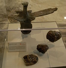 Deinosuchus scutes and vertebra, Carnegie Museum of Natural History Deinosuchus at the CMNH.jpg