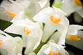 Dendrobium secundum alba colour