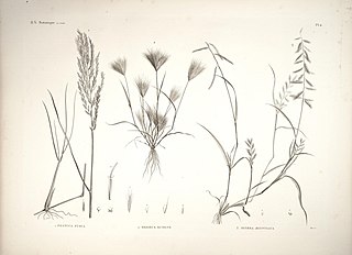 <i>Dinebra</i> Genus of grasses