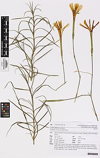<i>Dianthus basuticus</i> Species of plant in the genus Dianthus