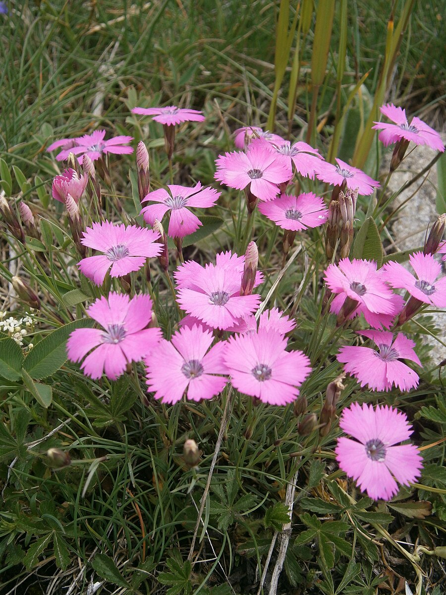 Dianthus tymphresteus