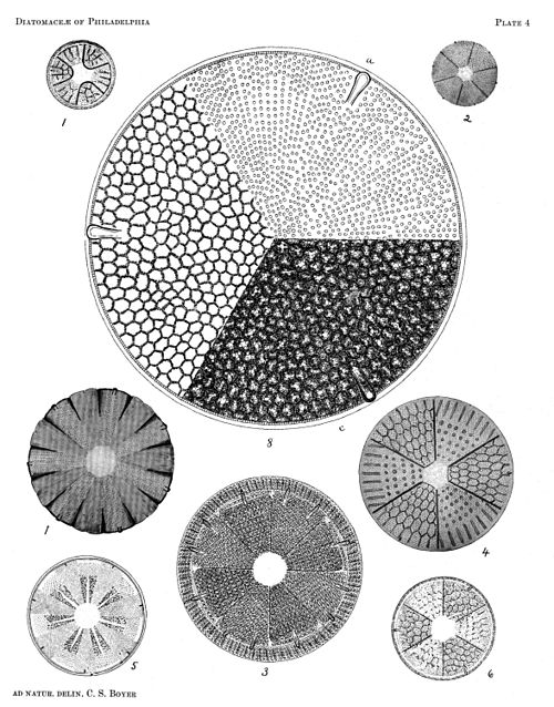 Diatomaceae of Philadelphia Plate 04.jpg