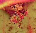 Dicyrtomina minuta (Collembola) atrapados en la jarra de Sarracenia purpurea.