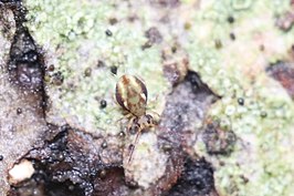 Dicyrtomina saundersi