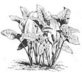 Die Gartenlaube (1884) b 346_1.jpg Fig. 1. Arum italicum, italienische Zehrwurz