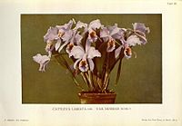 Tafel IIII Cattleya labiata var. mossiae Cattleya mossiae