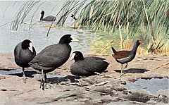 Category:Die Vögel (1913) - Wikimedia Commons