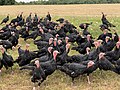 Truthähne auf einem Bauernhof in Frankreich