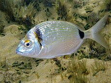 Diplodus vulgaris Minorque.jpg