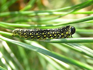 <i>Diprion similis</i> Species of sawfly