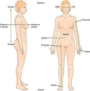 The anatomical position, with terms of relative location noted. Directional Terms.jpg