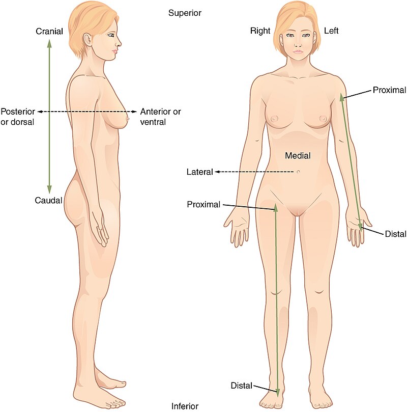 Membros do Corpo Humano (membros superiores e inferiores) - Toda