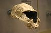 Dmanisi-D2282.  Homo erectus nebo Homo georgicus.jpg