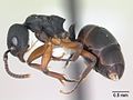 Miniatura para Dolichoderus lamellosus