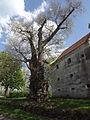 Čeština: Památná lípa malolistá (Tilia cordata) a sýpka v Dolní Stropnici. Okres České Budějovice, Česká republika. English: Memorable Small-leaved Lime (Tilia cordata) and granary in Dolní Stropnice village. Český Budějovice District, Czech Republic.