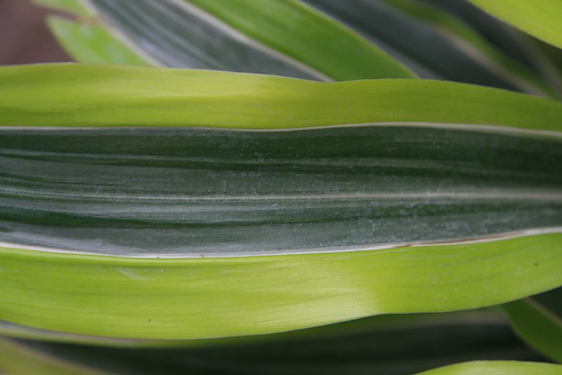 File:Dracaena deremensis Warneckii 0zz.jpg