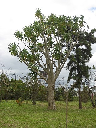 <i>Dracaena steudneri</i> Species of plant in the family Asparagaceae