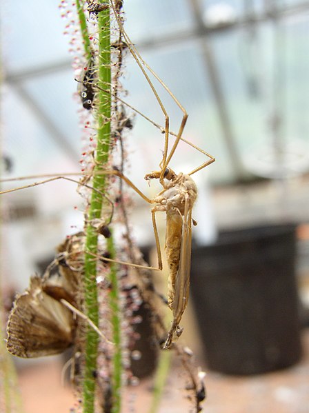 File:Drosera. Tipulidae.jpg