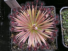 Drosera lanata 2 Darwiniana.jpg