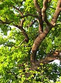 Čeština: Památný strom pod hrází rybníka Homolka v prostoru sádek u Višňové, Drásov v okrese Příbram (ČR). Stromu chybí označení. English: Famous tree (oak) near Višňová in Drásov in Příbram District (Czech Republic)