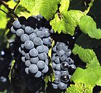 Vindruvor Förebild för "Oregon grapes"
