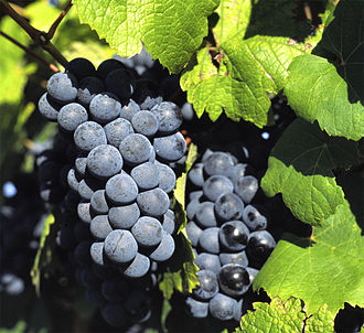 Duras grapes Duras grape.jpg