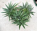 Dyckia brevifolia