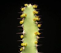 Euphorbia keithii