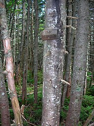 East Sleeper NH zirve sign.jpg