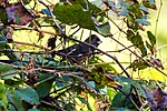 Thumbnail for File:Eastern towhee (45351400731).jpg