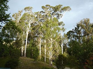 <span class="mw-page-title-main">Eastwoodhill Arboretum</span> National arboretum of New Zealand