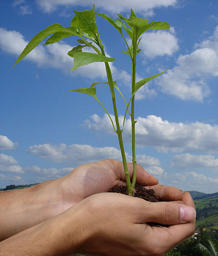 Tập tin:Ecologia.jpg