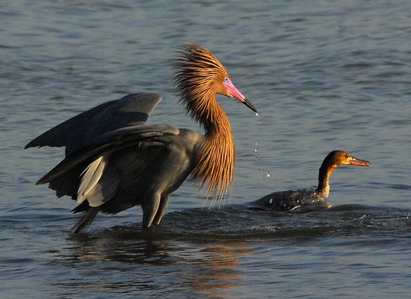 File:Egretta rufescens and Mergus serrator - Andrea Westmoreland (21).jpg