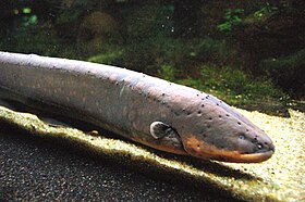 Electrophorus electricus - Aquarium tropical du Palais de la Porte Dorée.jpg