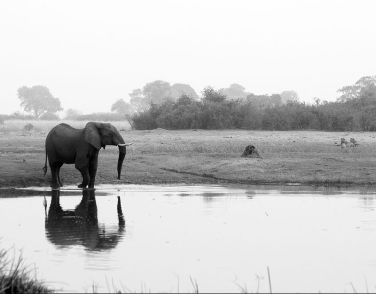 File:Elephant and lions.jpg