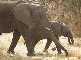 <span class="mw-page-title-main">Swaga Swaga Game Reserve</span> Protected Area in Dodoma Region, Tanzania