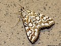 Elophila nymphaeata (Linnaeus, 1758)