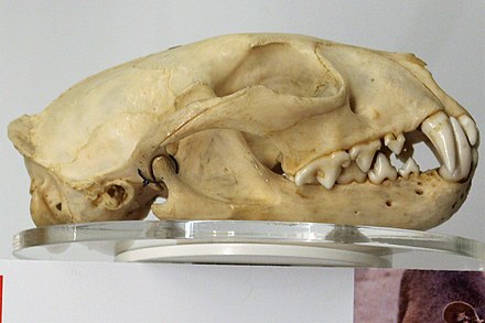 Skull of a fossa (Cryptoprocta ferox). Note the large and conical canine and carnassial teeth common in feliforms.