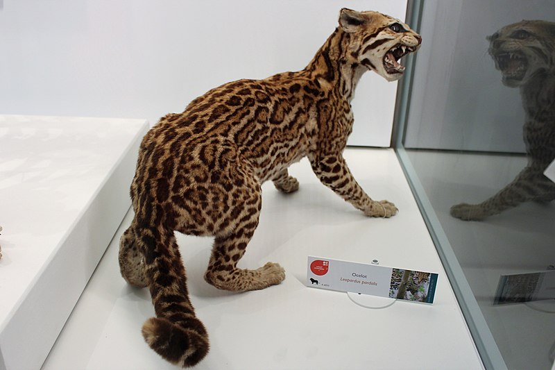 File:Em - Leopardus pardalis - 2.jpg