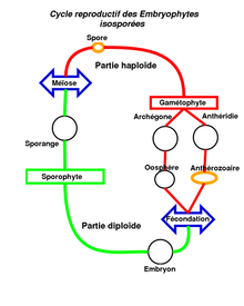 Cycle de vie des Embryophytes.