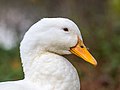 * Nomination Portrait of a white house duck --Ermell 07:19, 4 November 2017 (UTC) * Promotion Good quality, Tournasol7 08:14, 4 November 2017 (UTC)