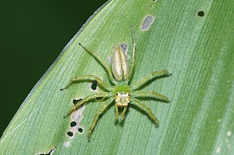 Epeus flavobilineatus