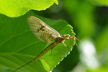 Ephemera vulgata