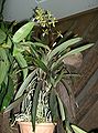 Epidendrum paniculatum