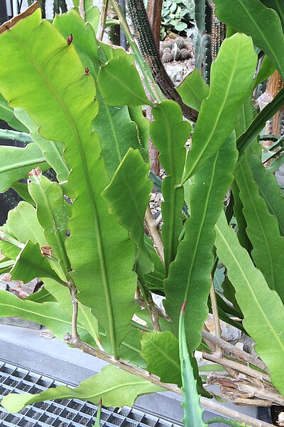 File:Epiphyllum hookeri pm.jpg