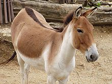 Kiangs have bold dorsal stripes. Equus kiang holdereri02.jpg