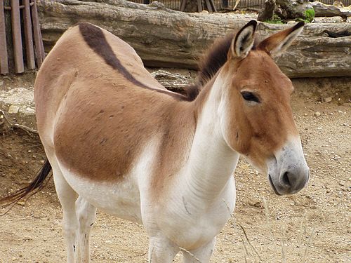 Кулан животное. Кианг (Equus Kiang). Дикий осел Кианг. Тибетский Кианг. Кулан Equus hemionus.